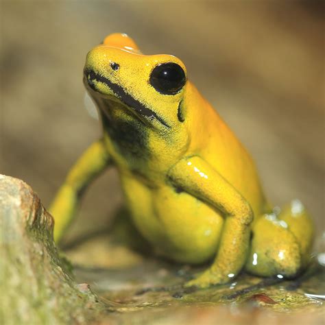Panamanian golden frog species 