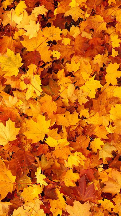 Download Autumn Leaves Phone Wallpaper