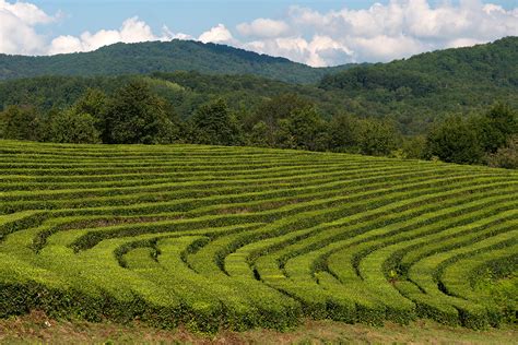 What are the ingredients in russian tea? How the world's most northern tea grows in Russia's most ...
