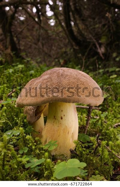 Poisonous Mushroom Boletus Venenatus Habitat Stock Photo 671722864