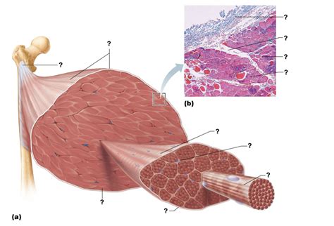 Connective Tissue Coverings Of Skeletal Muscle Diagram Quizlet