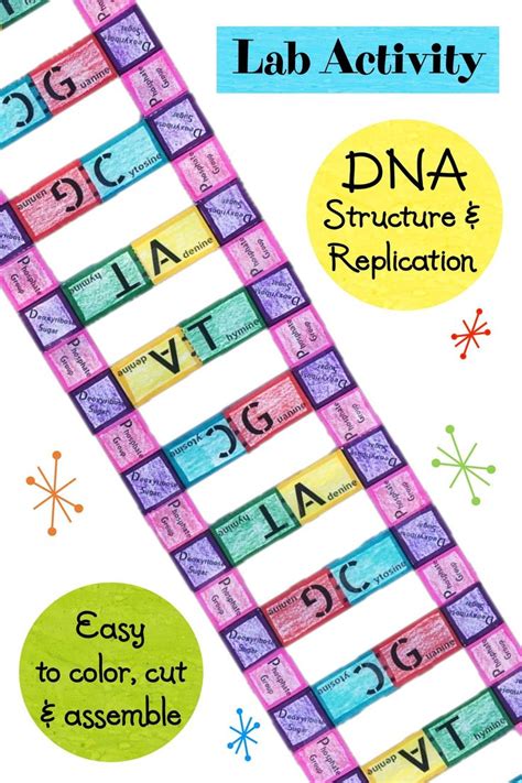 Lab Activity - DNA Structure and Replication | Lab activities, Dna