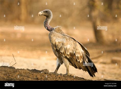 Long Billed Vulture Gyps Indicus Ranthambore Tiger Reserve National Park Rajasthan India
