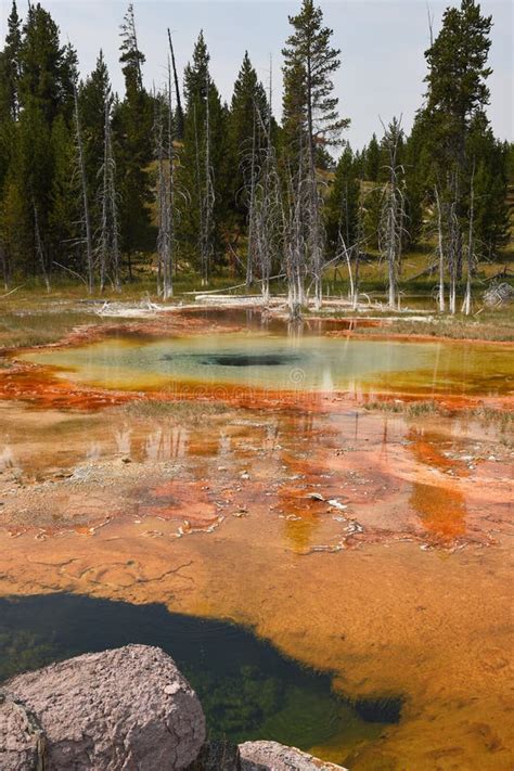 Geyser And Hot Spring In Old Faithful Basin In Yellowstone National