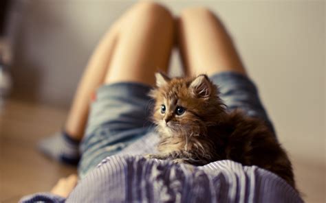 Girl Kitten Photo 6995771