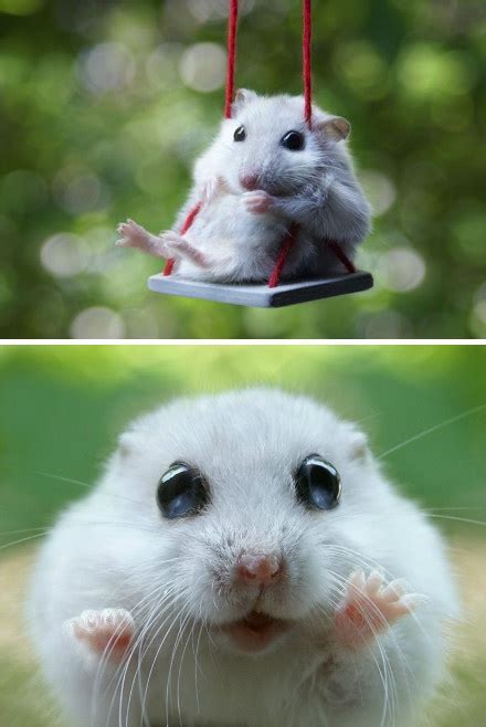 220 Best Hamster Images On Pinterest Rodents Dwarf Hamsters And