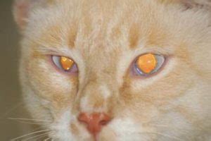 Your cat can catch the herpes virus from other cats even if they aren't showing symptoms. feline-herpes-in-cats - Animal Eye Clinic