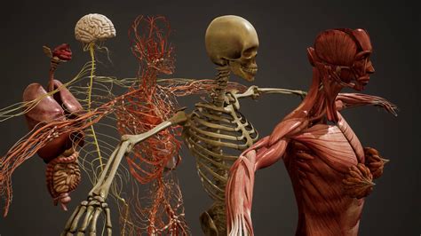 Animated 3d Human Anatomy Illustration Motion Background Storyblocks
