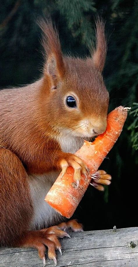 What Do Squirrels Like To Eat Eichhörnchen Niedliche Tiere Wilde Tiere