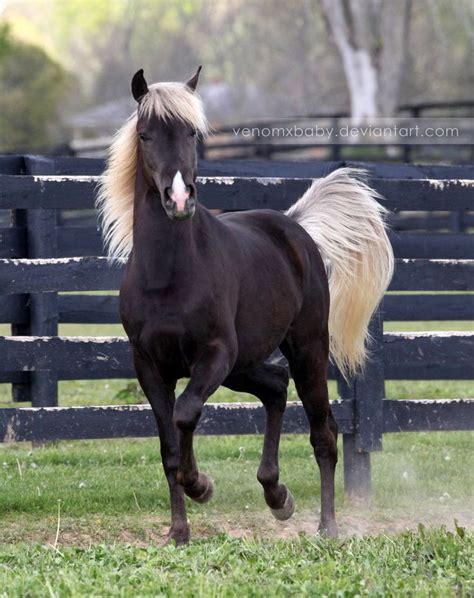 Silver Dapple Gene On Black Horse Horses Pretty Horses Beautiful Horses