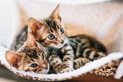 PetSmart Charities celebrates National Adoption Week