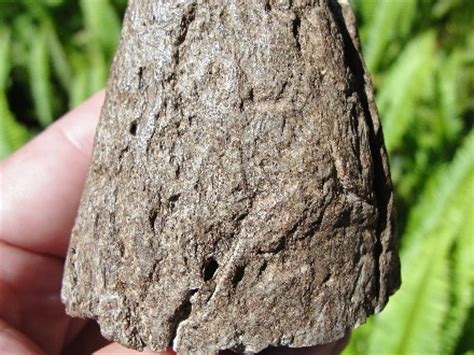 Lump/knob (referring to its nose) 221 : Real Triceratops Fossil Nasal Horn Core for Sale
