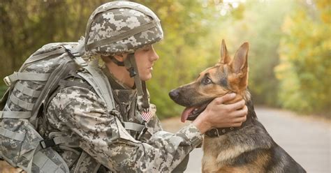 Hero Military Working Dogs To Get Better Hearing Protection Thanks To