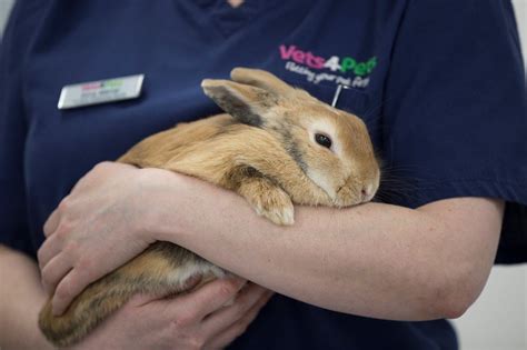 How Much Does It Cost To Neuter A Rabbit Questionscity