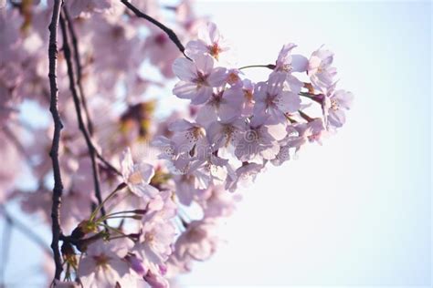 When Spring Comes Cherry Blossoms Are Blooming Stock Image Image Of