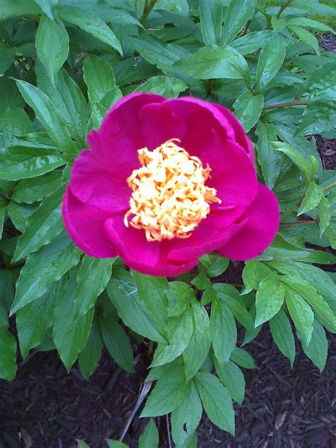 Peony Deep Pink Old Fashioned Flower Lil Bissing Flickr