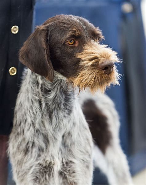 German Wirehaired Pointer Information Dog Breeds At Thepetowners