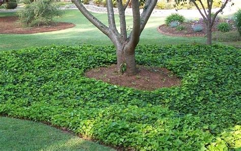 Ivy Ground Cover Shade Home Cover