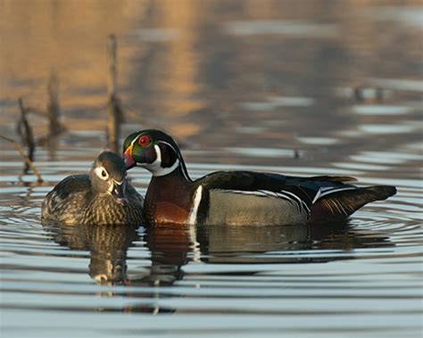 Wood Duck Eek Wisconsin