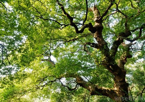 It can be filled full of plastic balls for my older kids love to unzip the side pocket and climb in and out themselves. How Do I Choose the Best Backyard Trees? (with picture)