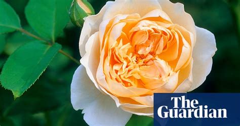 Gardens Rose Bushes In Pictures Life And Style The Guardian