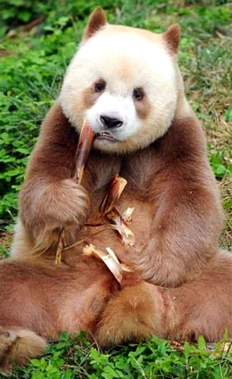 Pin By Carol Owalker On Im In Love With Pandas Panda Bear Panda