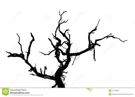 Dead Tree Branches Isolated Stock Photo Image Of Isolated Dryness