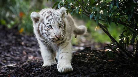 Baby White Tigers With Blue Eyes Wallpapers