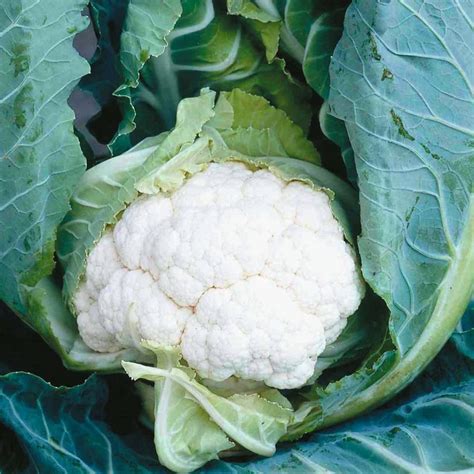 Clubroot Resistant Varieties Of Brassicas Allotment And Gardens