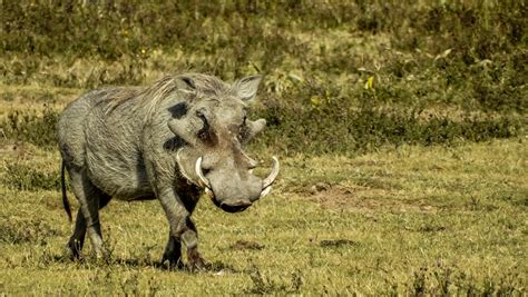 Cannundrums Central African Warthog