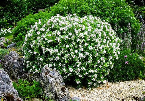 Afternoon shade is extremely important if you wish to grow hydrangeas in zone 9. August Beauty Gardenia For Sale | The Tree Center™