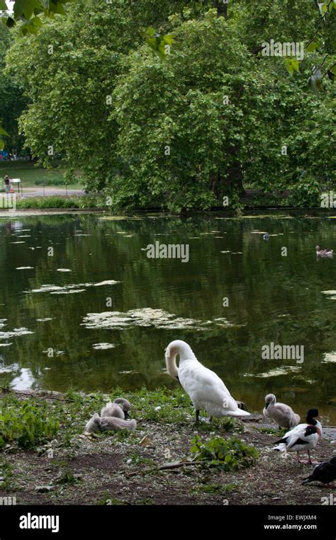 Birds By Pond St James Park London Stock Photo Alamy