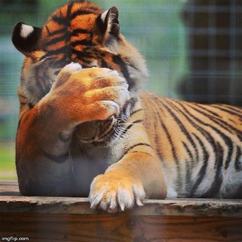 Poor Old Tony Tiger Week 2018 July 29 August 5 A Tigerlegend1046