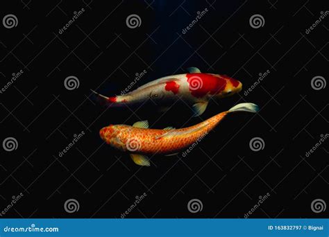 Japanese Koi Fish Swim In Pond Isolate In Black Background Stock Image