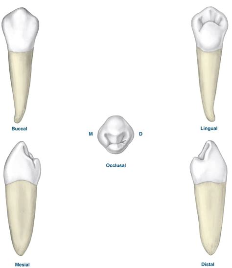 The Permanent Maxillary And Mandibular Premolar Teeth 703