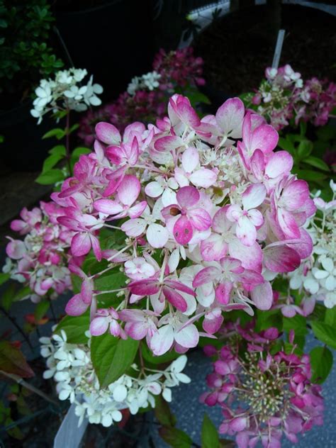 Check spelling or type a new query. Hydrangea paniculata 'Diamant Rouge' - Paris côté jardin ...