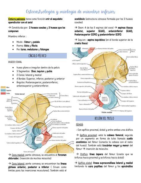 Anatomia De Miembro Inferior Osteología Miología Y Artrología