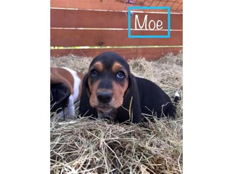 Four females and four males. Six Basset Hound Puppies for good home in San Antonio, Texas - Puppies for Sale Near Me