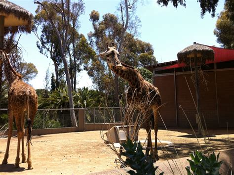 Giraffes At The San Diego Zoo San Diego Zoo Animal Pictures San Diego