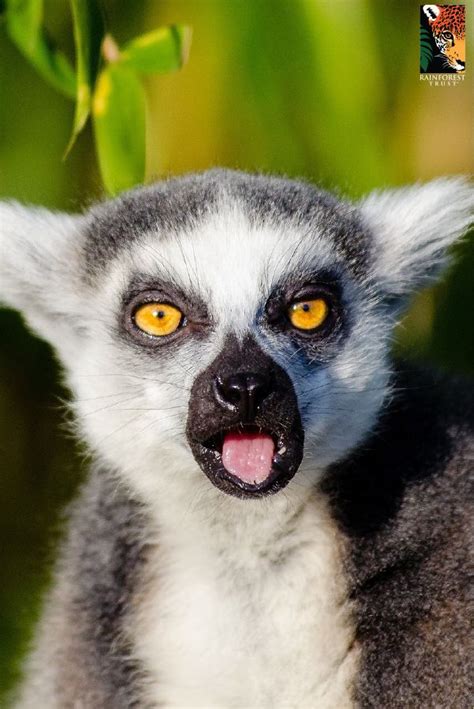 Did You Know Lemurs Have Two Tongues Their Second Tongue Is Called An