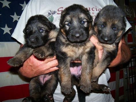 Pictures Of 3 Week Old German Shepherd Puppies