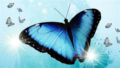 Blue And Black Butterfly Meaning 5 Major Reasons Youre Seeing One