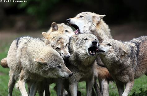 Pack And Individual Behavior Of Wolves May 2014 01 Flickr