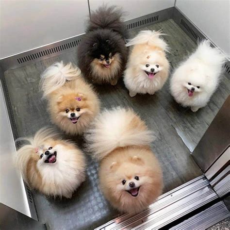 Meet 15 Of The Cutest Pomeranians In The World The Dogman