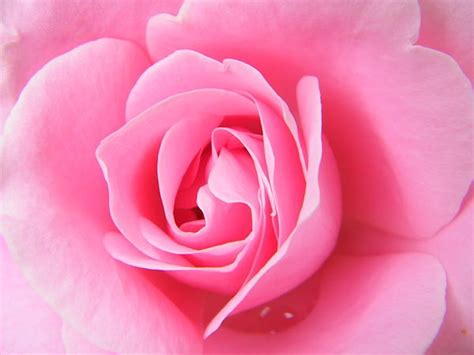 Ethereal Pink Rose Fully Open By Mary Sedivy Macro Photography Of