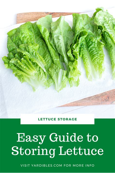 Easy Guide To Storing Lettuce In 2020 Storing Lettuce How To Harvest