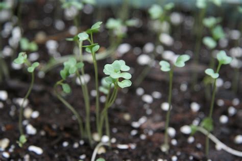 Baby Broccoli Sprouts Carletongardener Flickr