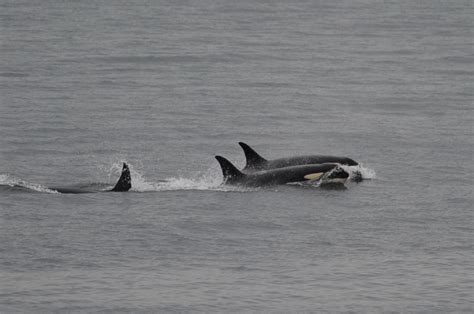 Orca Mother Who Pushed Her Dead Calf For 1000 Miles And 17 Days Moves On Live Science