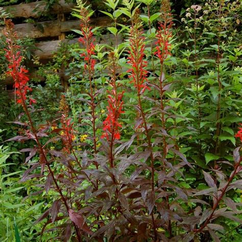 Black Truffle Cardinal Flower Plant Addicts