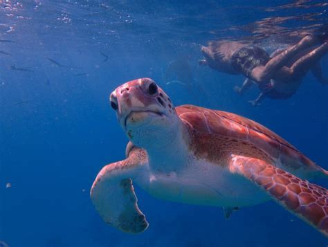 Snorkeling Sea Turtles And Shipwrecks With Calabaza Barbados